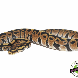 Spotnose Ball Python Baby