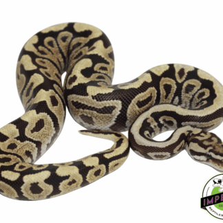 Spotnose Fire Ball Python