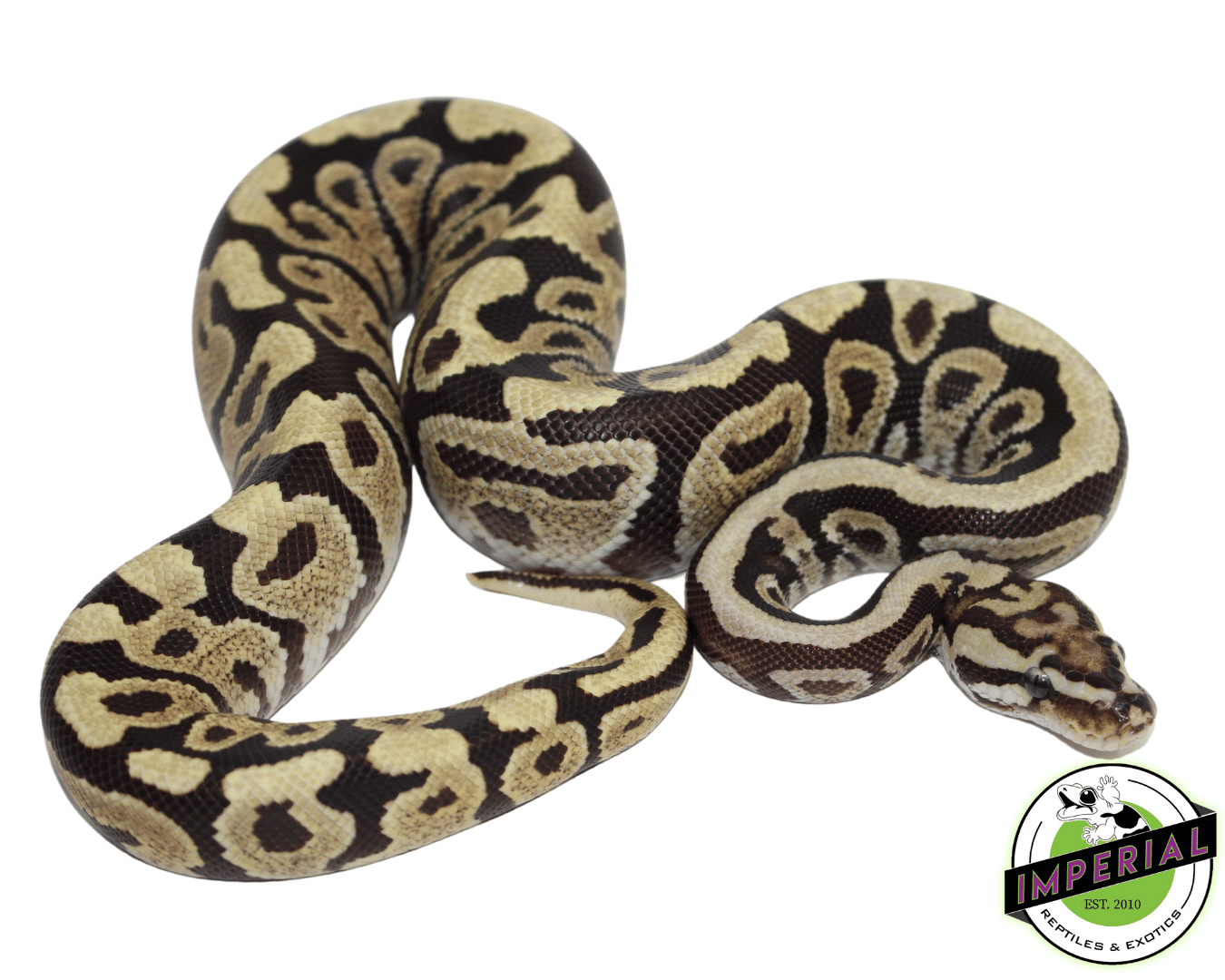 Spotnose Fire Ball Python