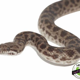 Adult Spotted Python