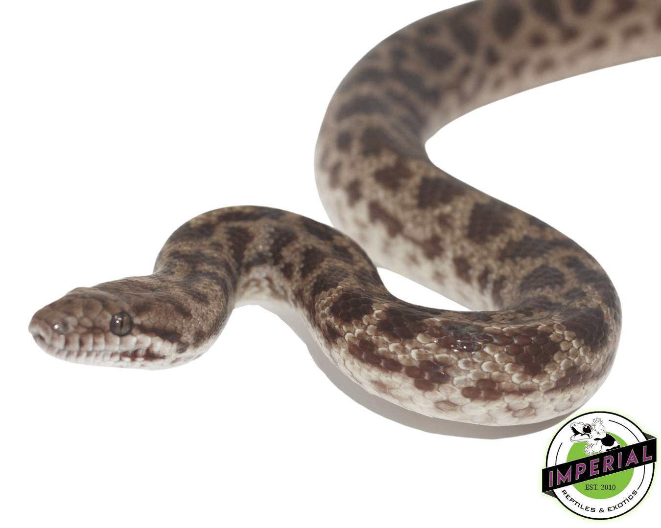 Adult Spotted Python