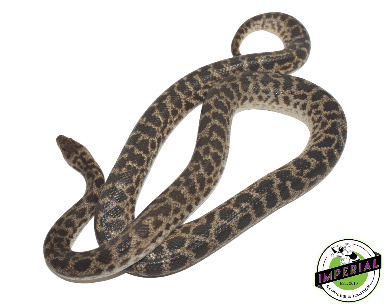 Adult Spotted Python - Image 2