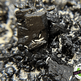 Springtails Collembola sp.