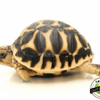 Sri Lankan Star Tortoise Baby