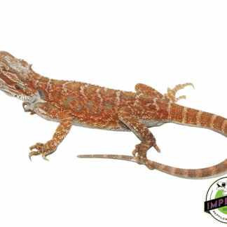 Starbusrt Hypo Bearded Dragon Juvenile Female