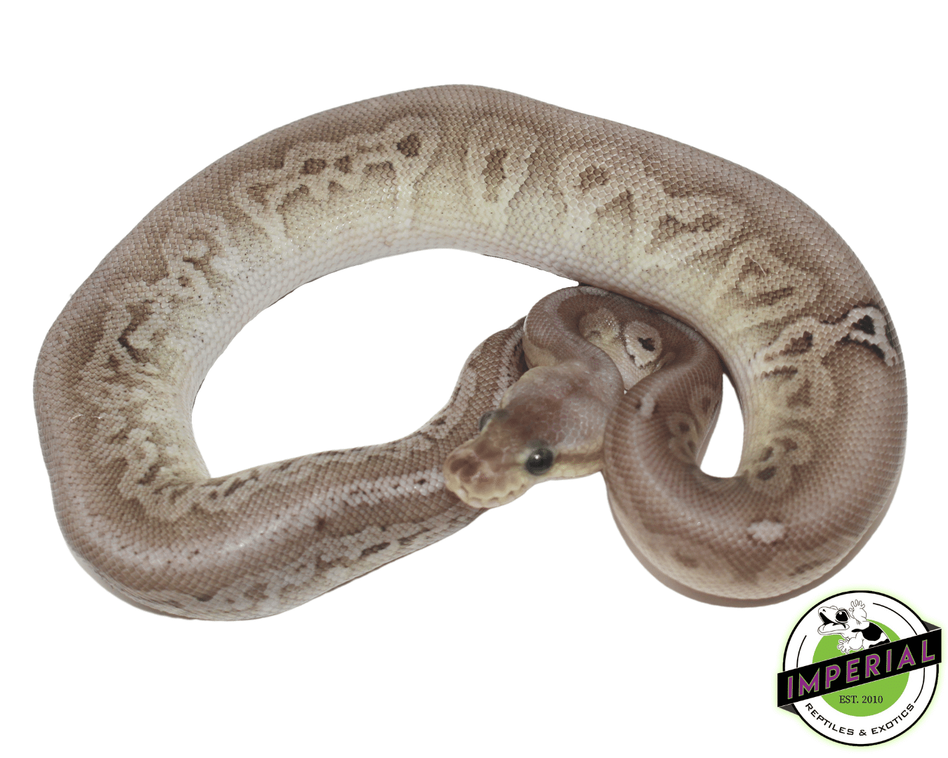 Sterling Ball Python - Image 2