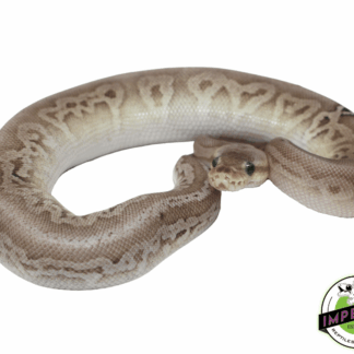 Sterling Ball Python