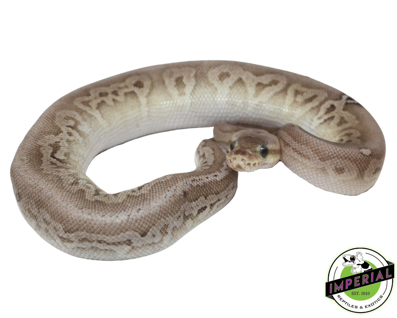 Sterling Ball Python