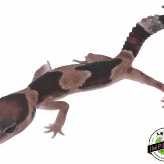 Stinger African Fat Tail Gecko