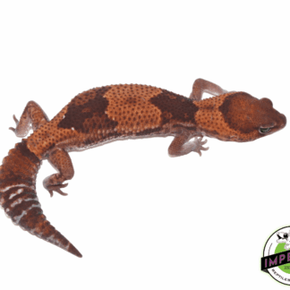 Stinger ph Amel African Fat Tail Gecko Adult Female
