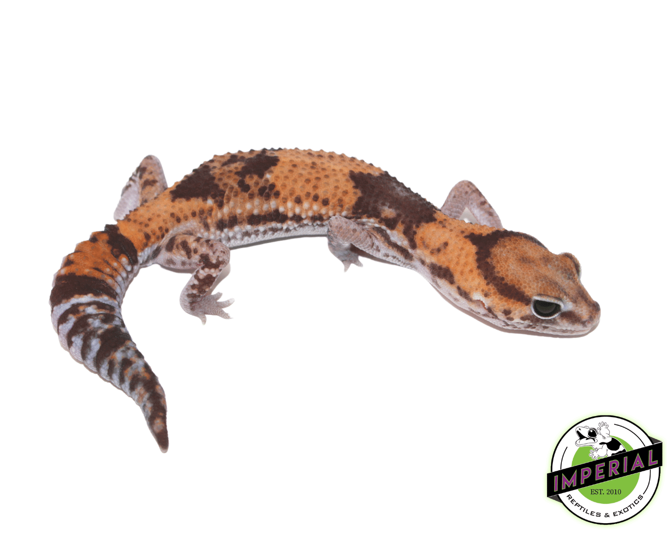 Tangerine Stinger African Fat Tail Gecko Adult - Image 2