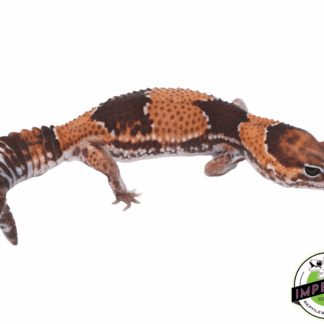 Tangerine Stinger African Fat Tail Gecko Adult
