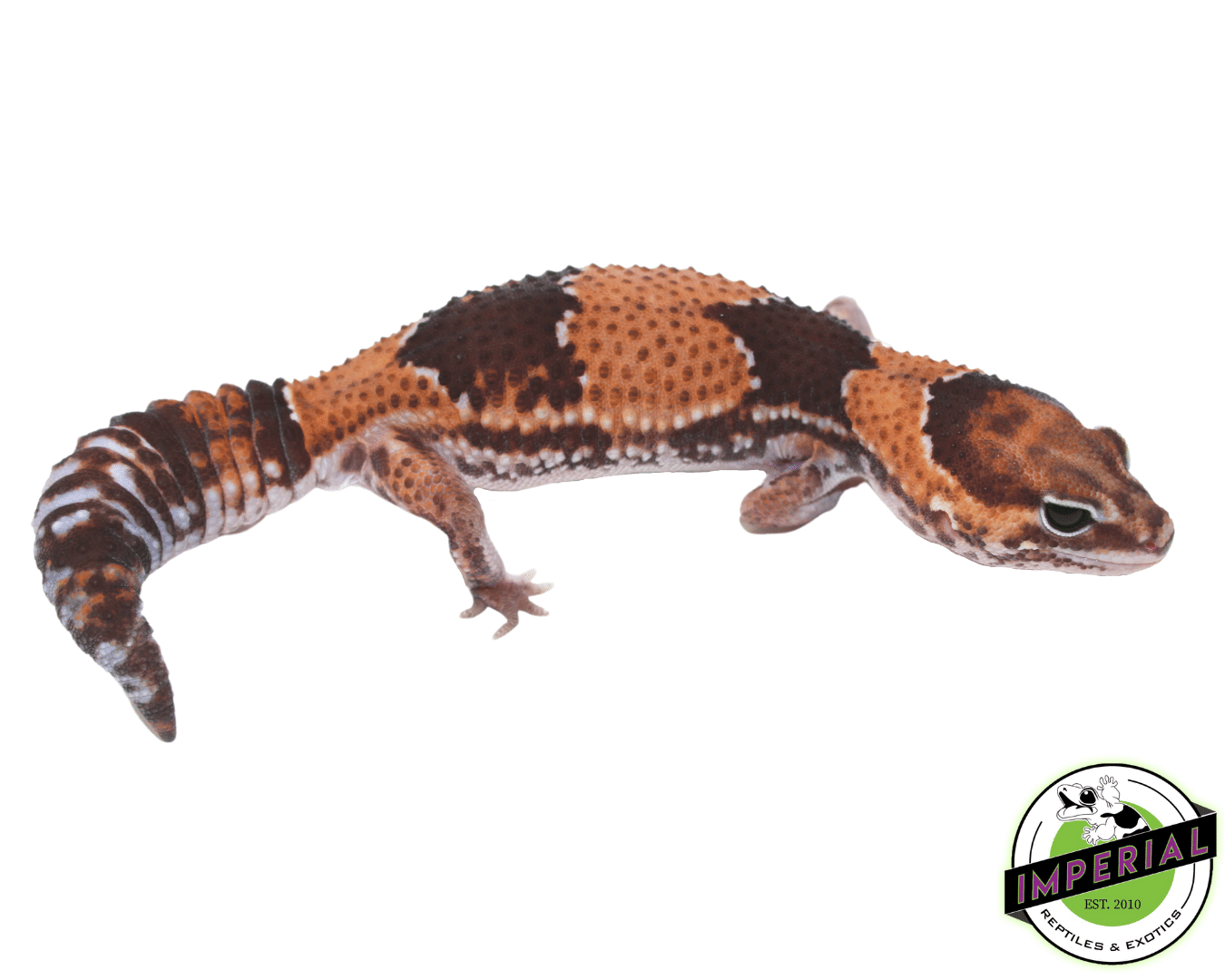 Tangerine Stinger African Fat Tail Gecko Adult