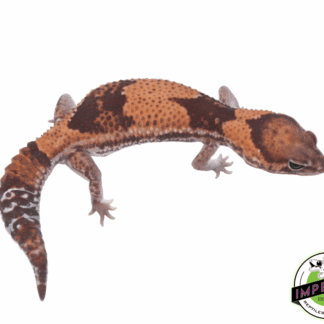 Stinger 100% het Amel ph Zulu Patternless African Fat Tail Gecko Adult Female