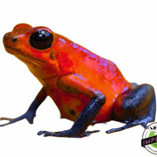 Strawberry Dart Frog (Oophaga pumilio)
