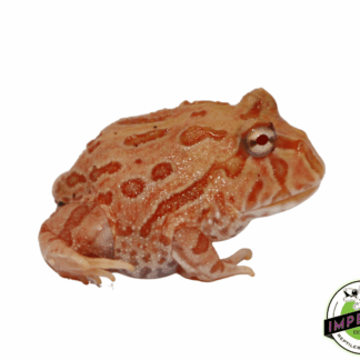 Strawberry Pacman Frog Baby