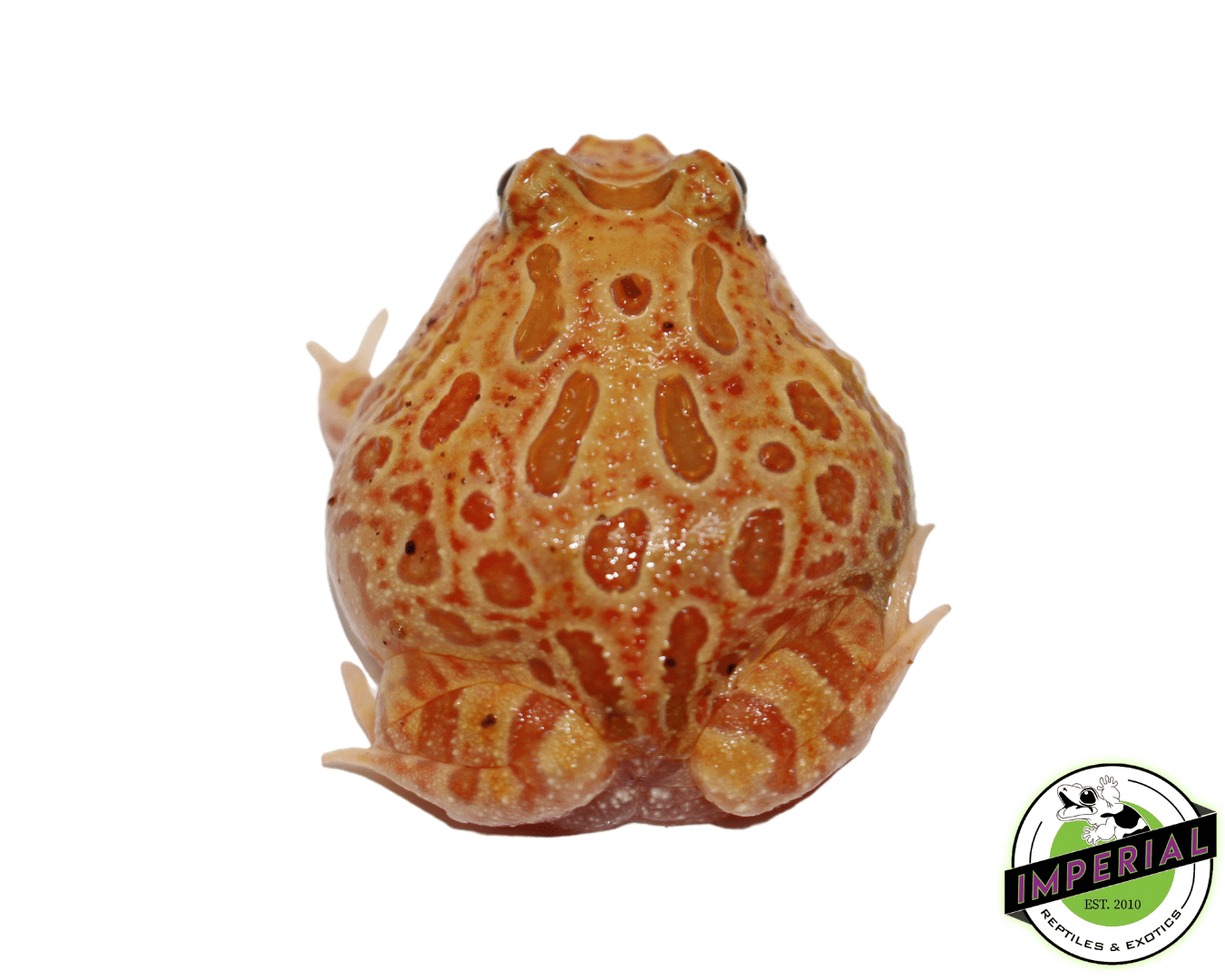 Strawberry Pineapple Pacman Frog - Image 2