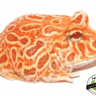 Strawberry Pineapple Pacman Frog