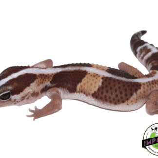 Striped African Fat Tail Gecko Baby