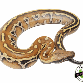 Striped Bangka Blood Python Male #32723-01