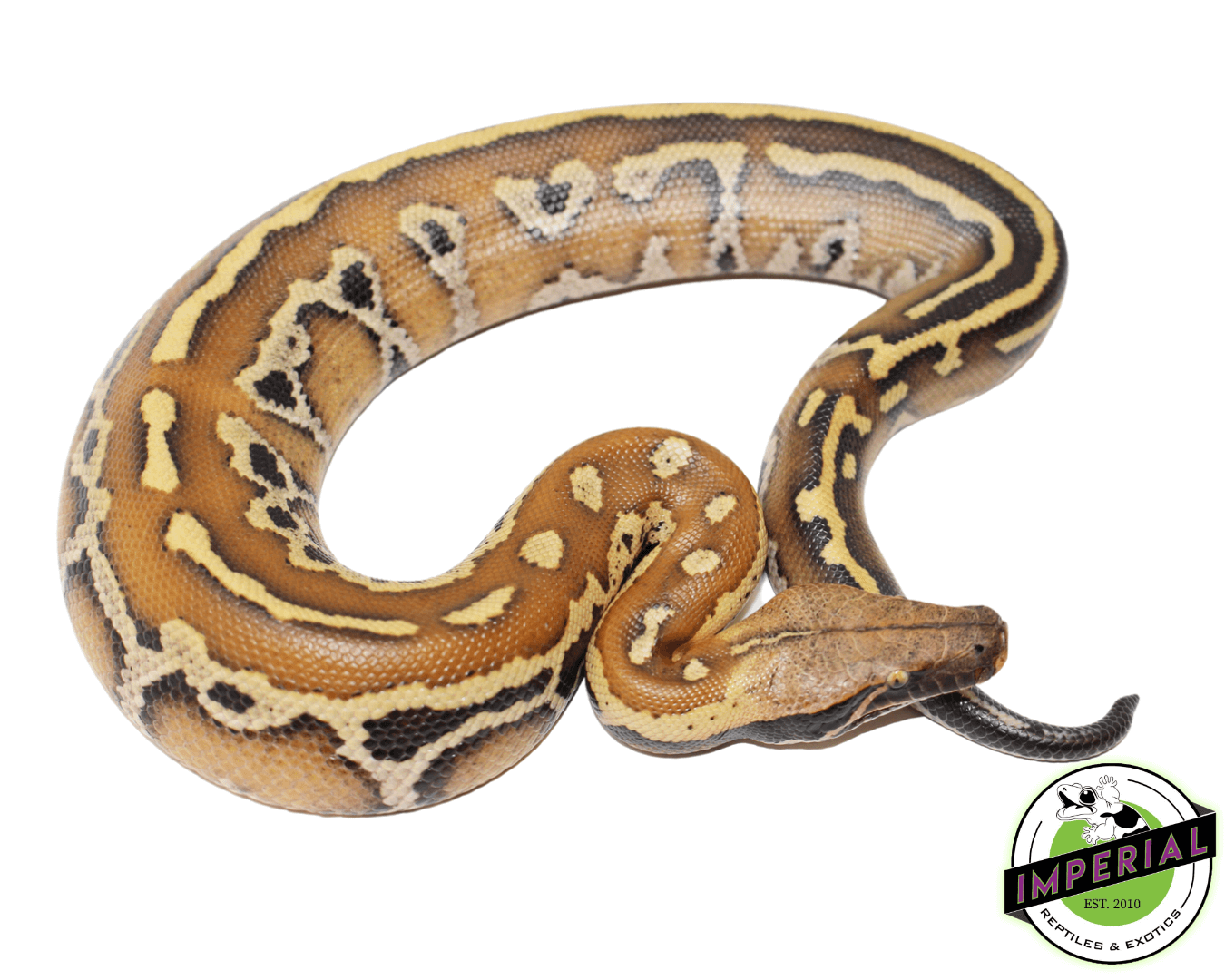 Striped Bangka Blood Python Male #32723-01