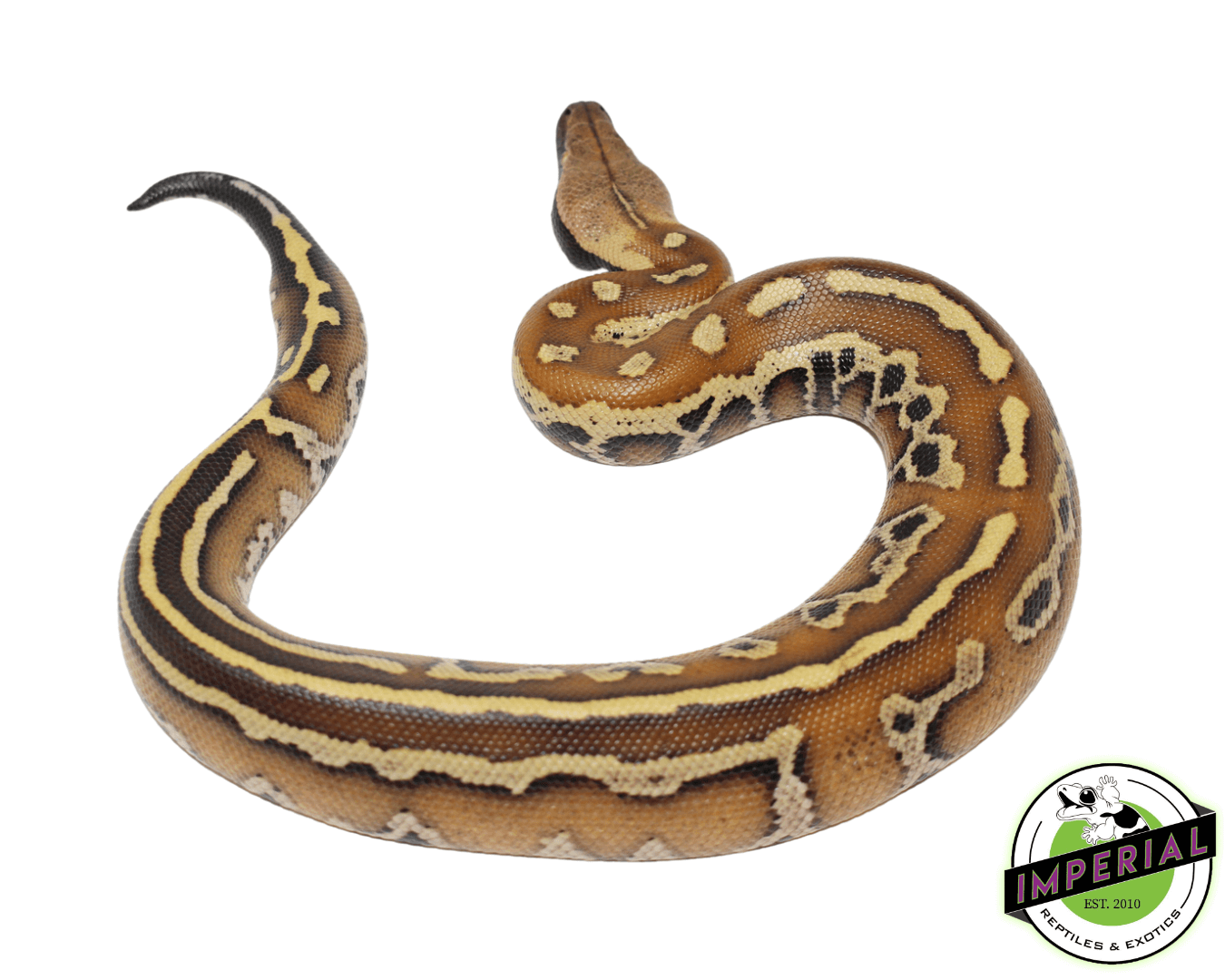 Striped Bangka Blood Python Male #32723-01 - Image 2