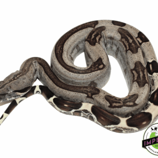 "Striped" Guyana Red Tail Boa Baby Male (#101923-01)