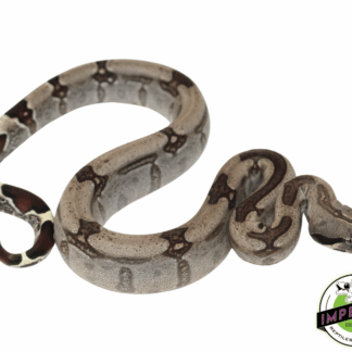 "Striped" Guyana Red Tail Boa Baby Female (#121923-01)