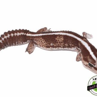 Stripe het Ghost African Fat Tail Gecko Adult