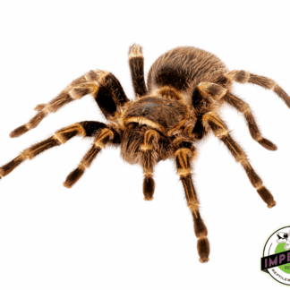 Stripe Knee Tarantula (Aphonopelma seemanni)