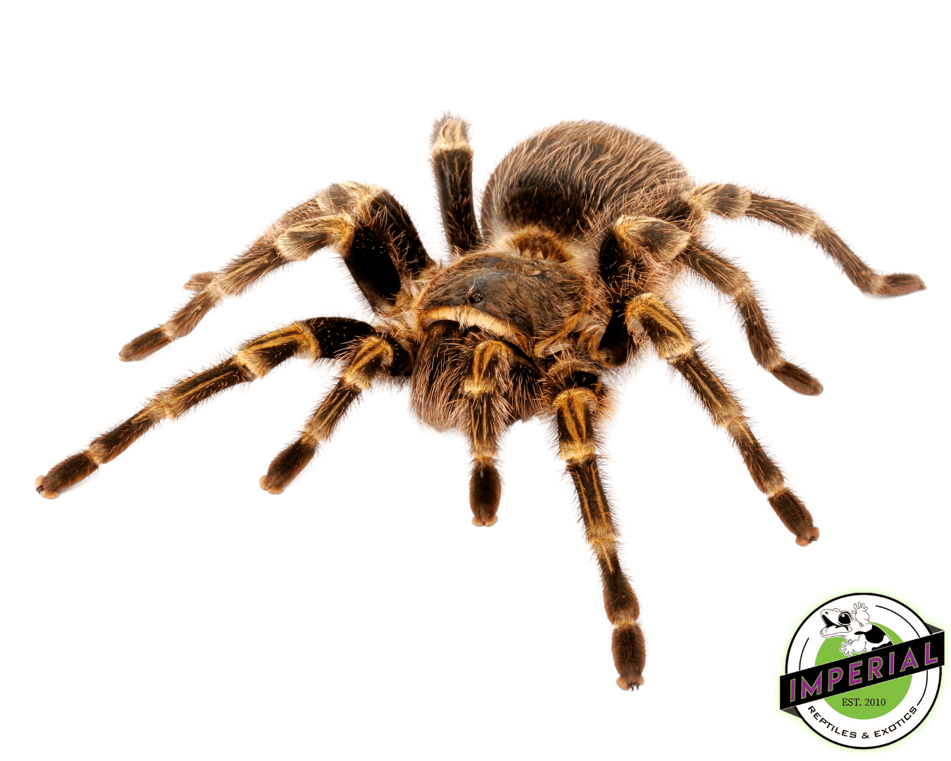 Stripe Knee Tarantula (Aphonopelma seemanni)