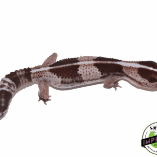 Striped Oreo African Fat Tail Gecko Adult