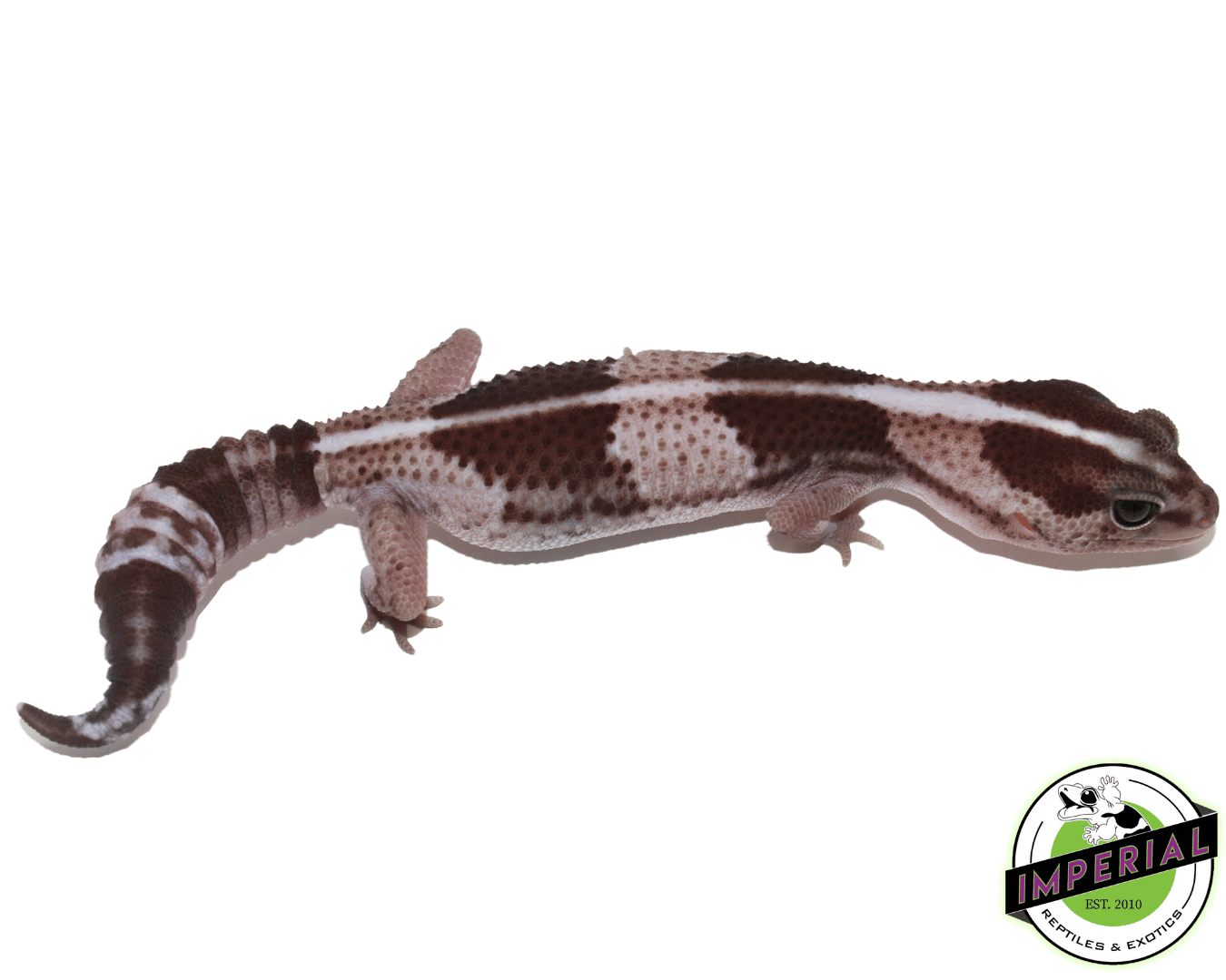 Striped Oreo African Fat Tail Gecko Adult