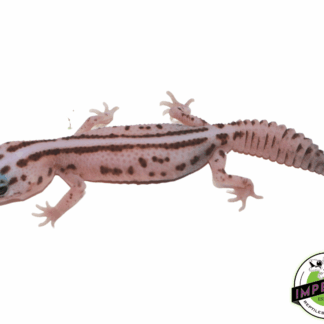 Striped Patty Oreo W.O. AFT