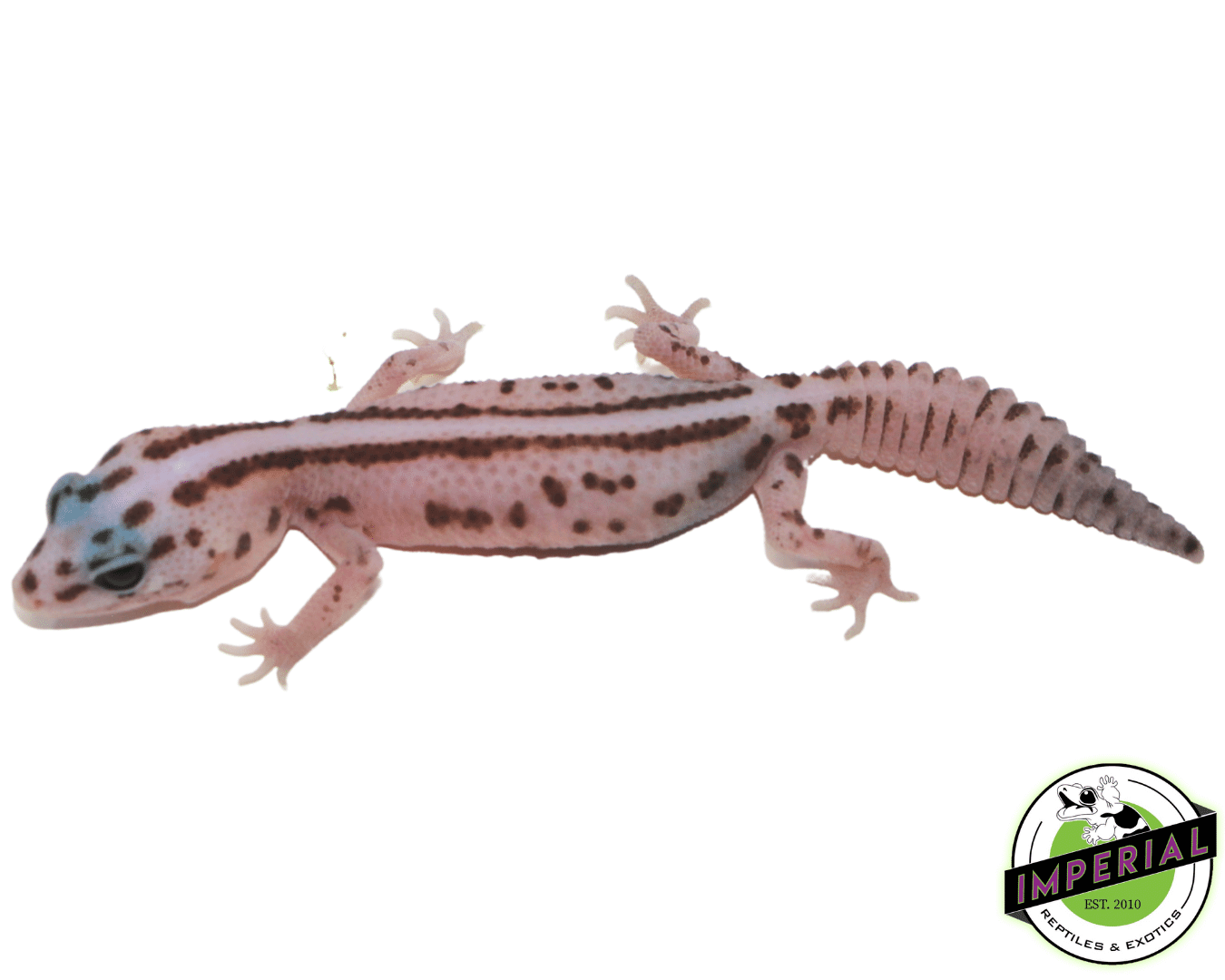 Striped Patty Oreo W.O. AFT