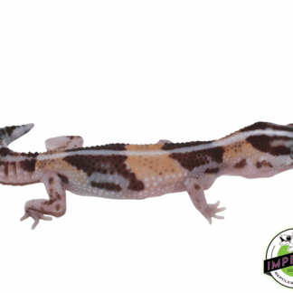 Striped ph Amel Oreo African Fat Tail Gecko