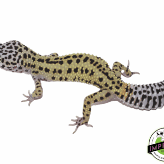 Mack Snow Reverse Stripe Adult Female