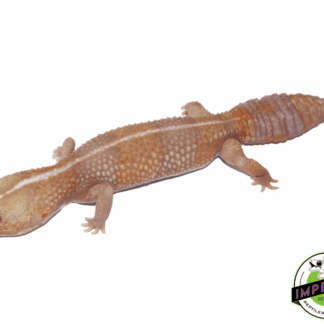 Striped Tangerine Amel (Albino) African Fat Tail Gecko Adult