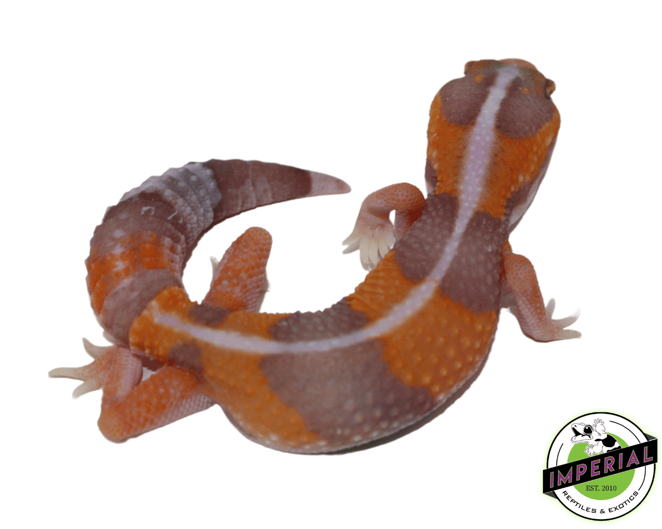 Amel Tangerine Stripe African Fat Tail Gecko Baby - Image 2