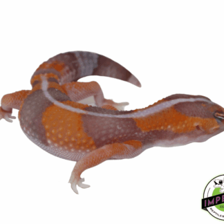 Amel Tangerine Stripe African Fat Tail Gecko Baby