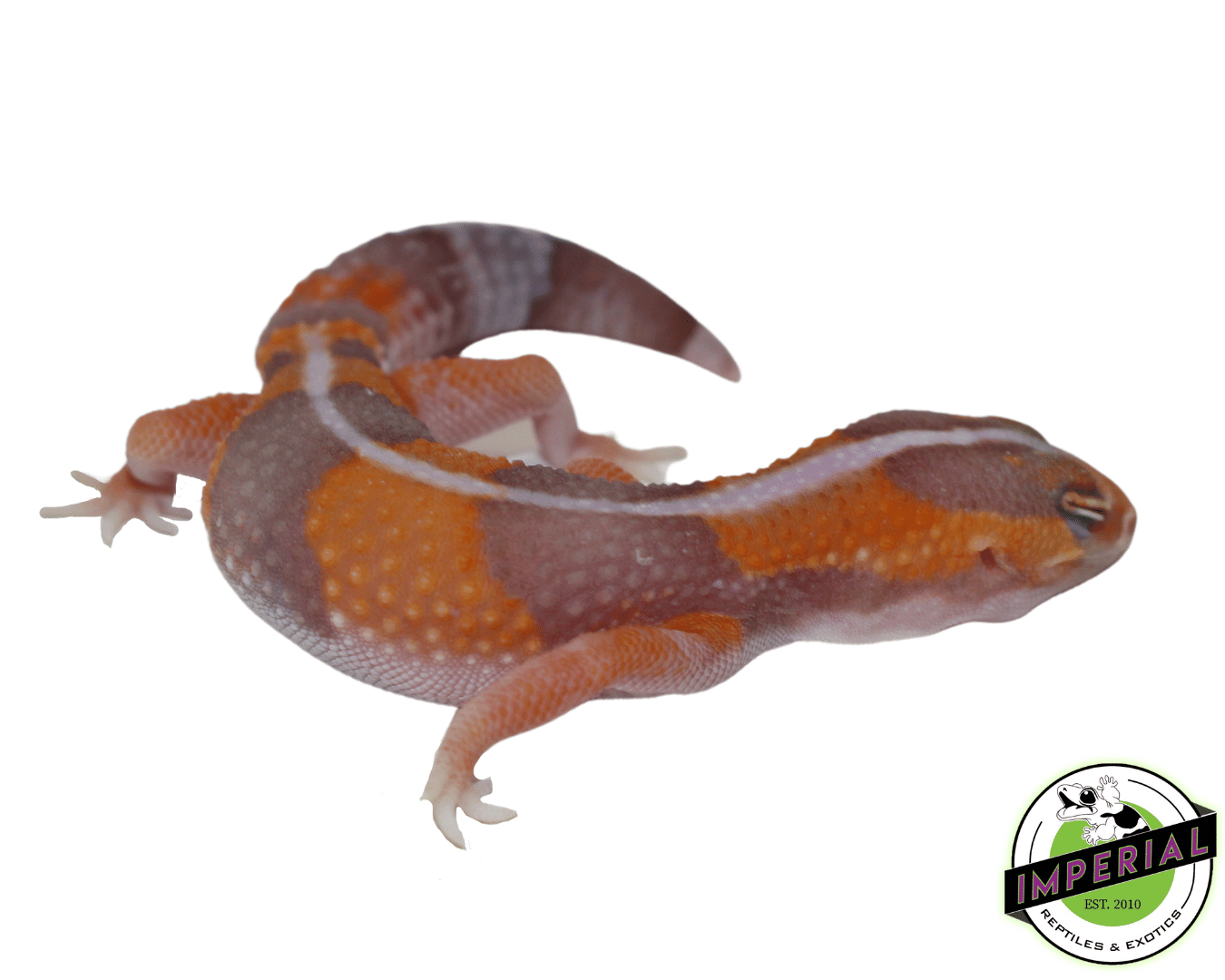 Amel Tangerine Stripe African Fat Tail Gecko Baby