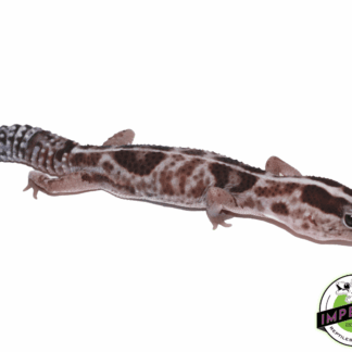 Striped Whiteout African Fat Tail Gecko Adult