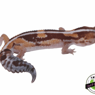 Zulu Stripe African Fat Tail Gecko