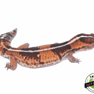 Striped African Fat Tail Gecko Adult