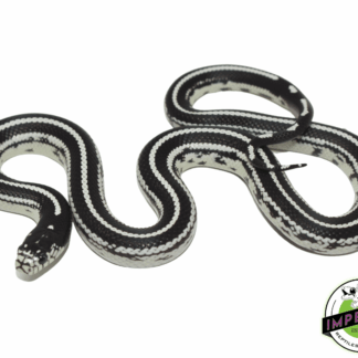 Striped California Kingsnake