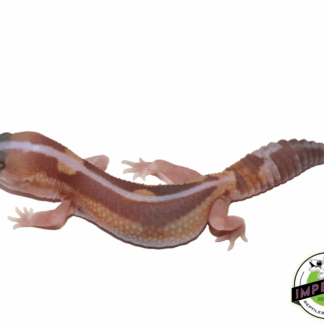 Striped Caramel Zulu African Fat Tail Gecko (#61523-04)