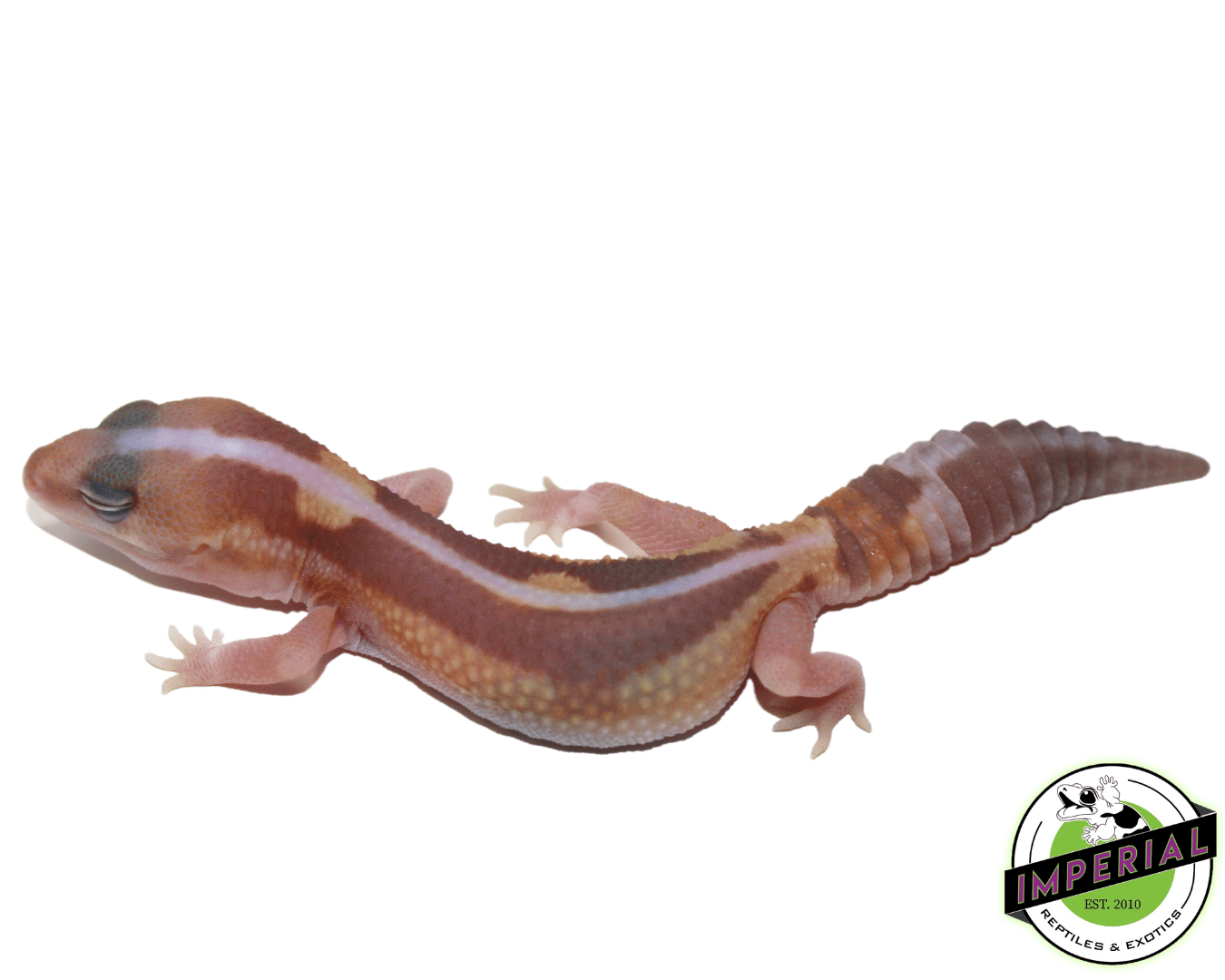 Striped Caramel Zulu African Fat Tail Gecko (#61523-04)