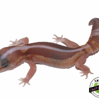 Striped Caramel Zulu African Fat Tail Gecko (#61523-03)