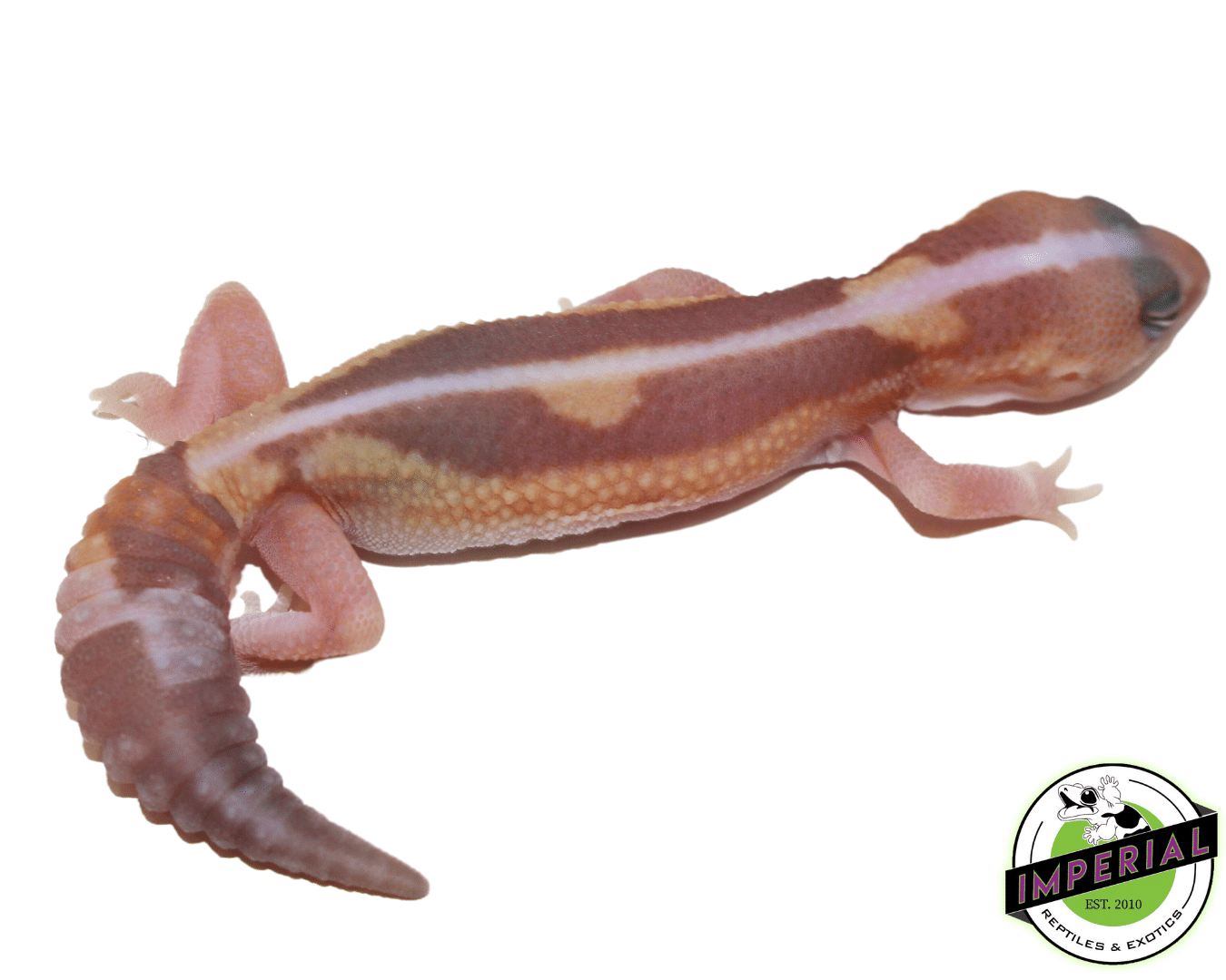 Striped Caramel Zulu African Fat Tail Gecko (#61523-04) - Image 2