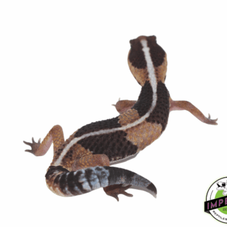 Striped African Fat Tail Gecko Baby